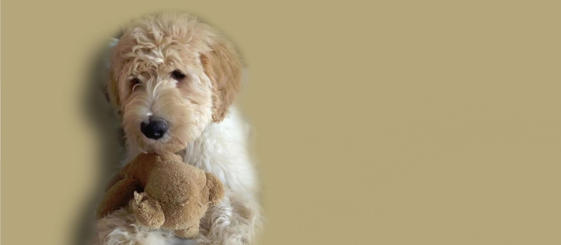Ideal Dogs Special Needs Labradoodles