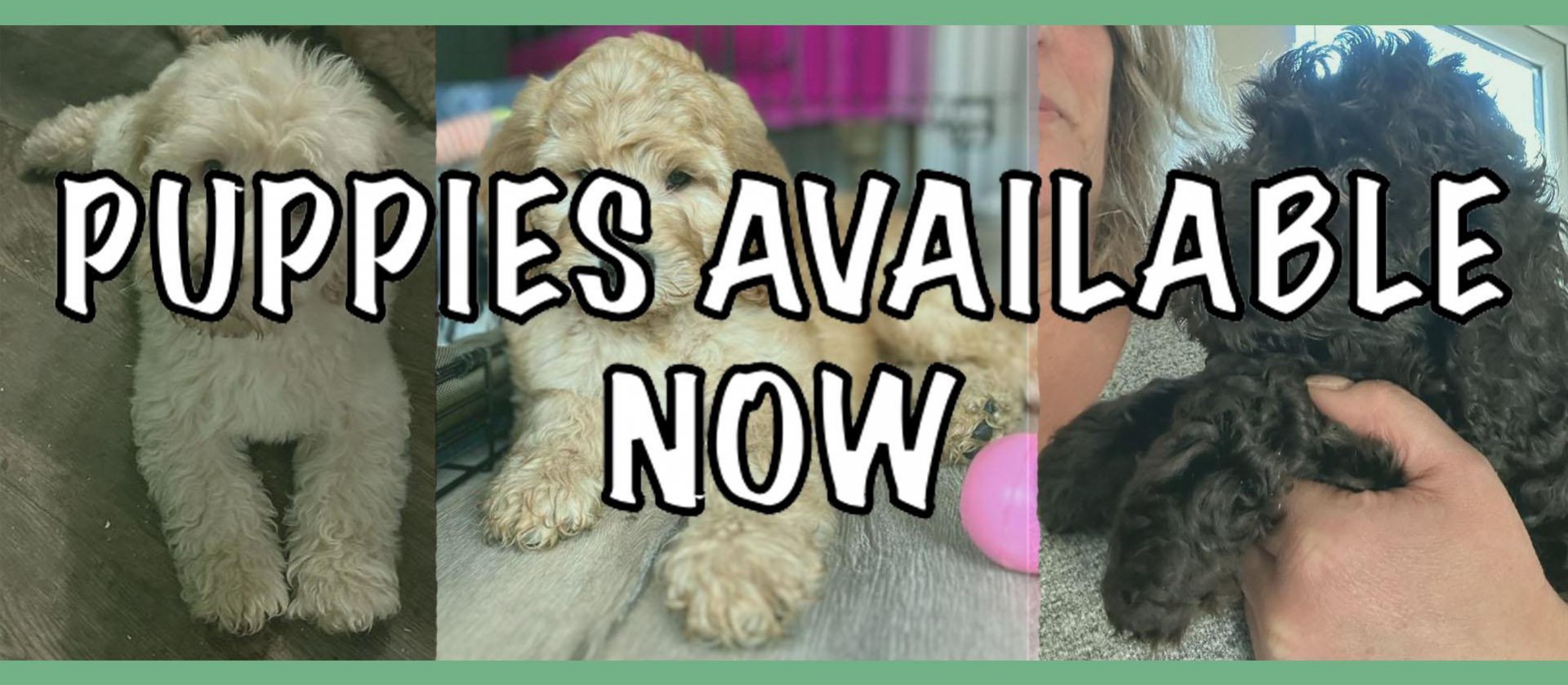 We have puppies available now