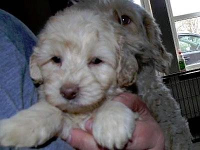 Burnbrae Labradoodle Puppies For Sale